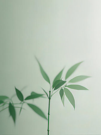 Bamboo leaves shadow on white wall background with copy space for text.の写真素材