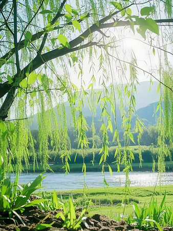 Weeping willow on the bank of the lake in the springの写真素材
