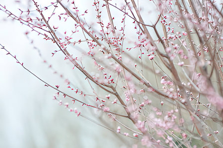 cherry blossom on tree branches in winter, soft focus.の写真素材