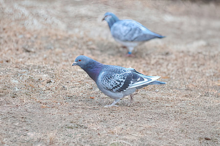 Pigeons walking on the ground in the park in winter.の写真素材
