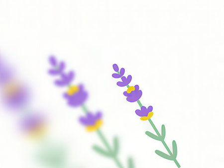 Lavender flowers on a white background with space for text.の写真素材