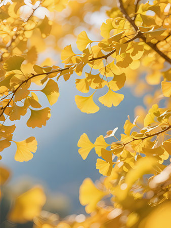 Ginkgo biloba leaves in autumn season with blue sky backgroundの写真素材