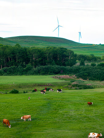 A herd of cows grazing on a green meadow with wind turbines in the backgroundの写真素材