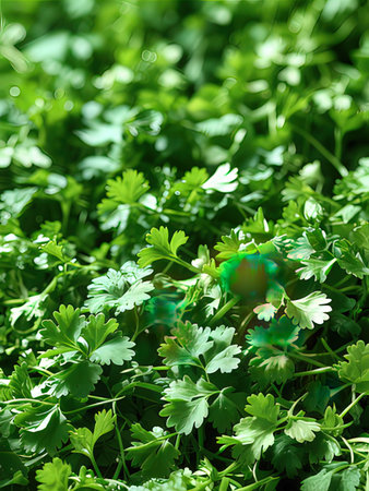 Parsley growing in the garden. Selective focus. nature.の写真素材