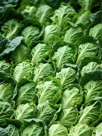 Close up of fresh lettuce leaves in the vegetable garden. Selective focus.の写真素材