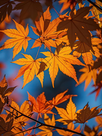Maple leaves in autumn, close-up. Colorful autumn background