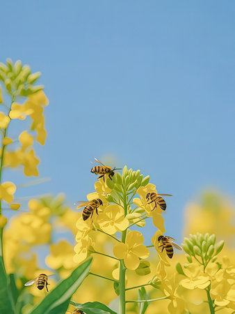 rapeseed field with bees on blue sky background, shallow DOF