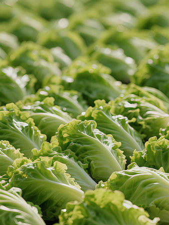 close-up of fresh green lettuce in the field, shallow depth of field