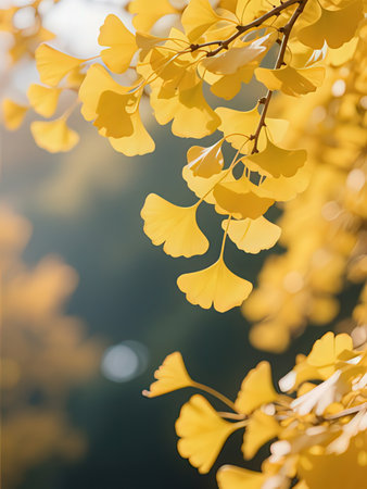 Ginkgo biloba leaves in autumn forest. Ginkgo Biloba.の写真素材