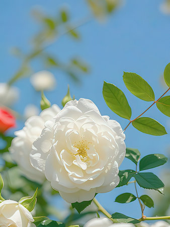 White rose on a background of blue sky. Floral background.の写真素材