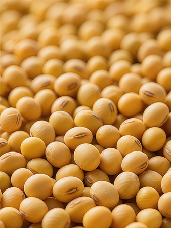Close up of soybeans background. Shallow depth of field.の写真素材