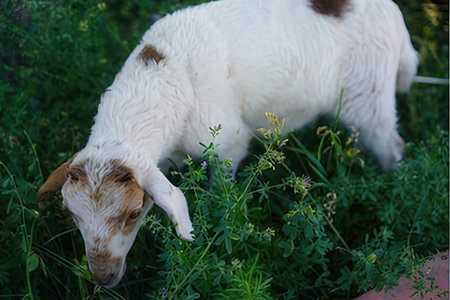 Goat eating grass on the farm. Goat in the village.の写真素材