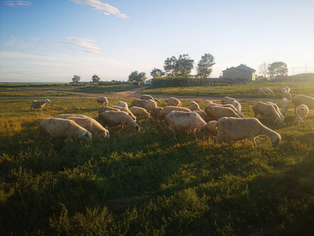 Herd of sheep grazing on a meadow in the sunset lightの写真素材
