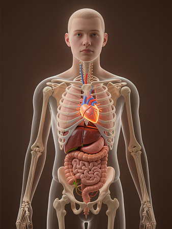 3d rendered illustration of the male anatomy - the digestive system.
