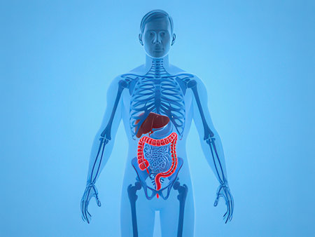 Human Organs - Organs of the body. 3D Illustration.