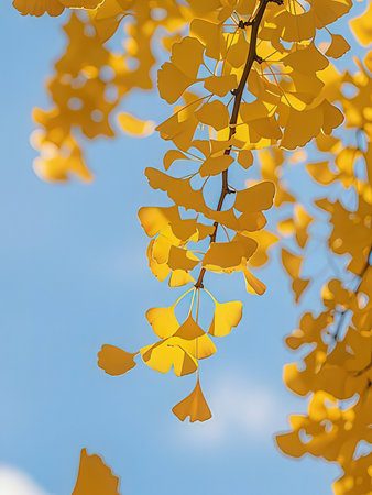 Ginkgo biloba leaves in autumn season with blue sky backgroundの写真素材