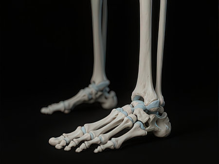 3D rendered Illustration of the skeletal system of a human footの写真素材