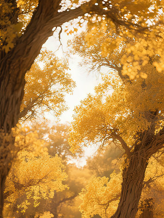 Ginkgo trees in autumn forest. Autumn landscape with yellow leaves.の写真素材