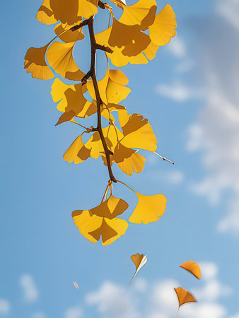 Ginkgo biloba leaves against the blue sky. Autumn background
