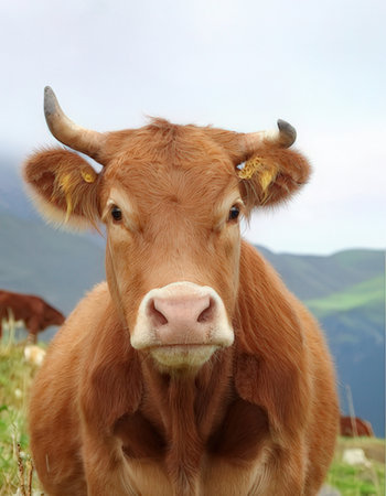 Portrait of a brown cow on the background of the mountains.