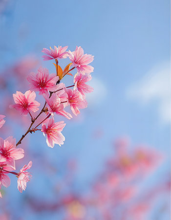 cherry blossom sakura flower on blue sky background with copy space