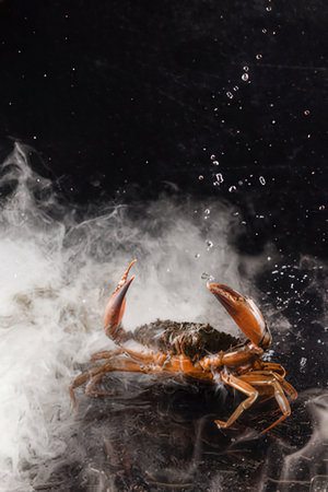 Crab on a black background in the water with splashes of waterの写真素材