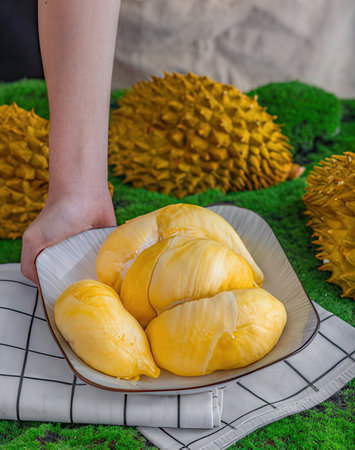 Durian fruit, king of fruit in Thailand. Durian is a tropical fruit.の写真素材