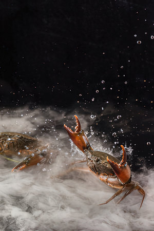 Hairy crabs in water on a black background. Close up.の写真素材