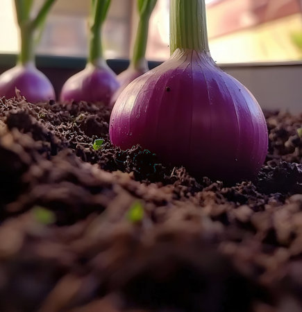 Close up of purple onion growing in the soil with blurred background.