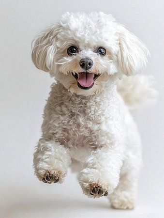 White Bichon Frise dog jumping on a white background.