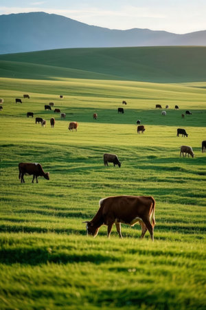 Herd of cows grazing in a green meadow at sunset.の写真素材