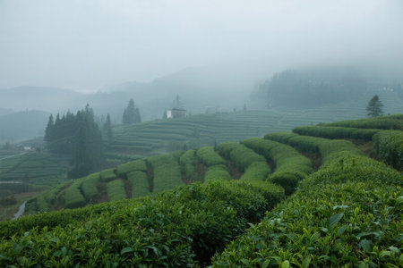 Tea Plantation in the morning mist, Chiang Rai, Thailandの素材