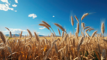 golden ears of wheat on a background of blue sky with cloudsの素材