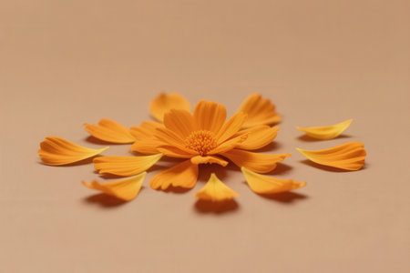 Beautiful yellow flower on a beige background. Calendulaの素材
