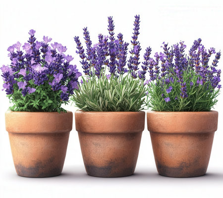 Lavender flowers in terracotta pots isolated on white backgroundの素材