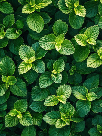 Mint leaves background. Mint leaves texture. Mint leaves background. Mint leaves top viewの素材