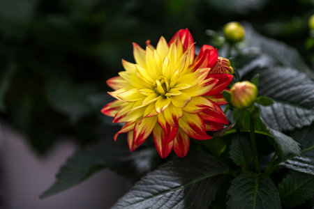Red and yellow dahlia flower with green leaves on dark background