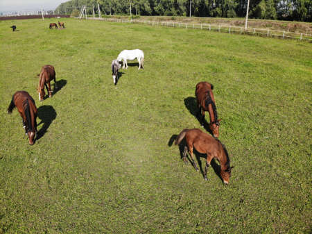Horses graze in a special paddock. Drone view