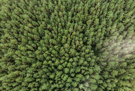 Top view of evergreen fir forest in fog. Aerial photographyの写真素材