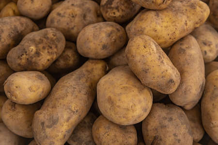 Buying organic food at the farmers market. Fresh potatoes on the counterの写真素材