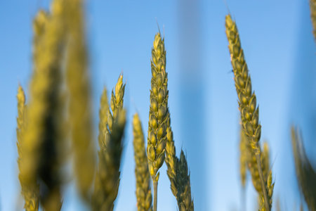 The concept of the world and European grain crisis as a consequence of the Russian-Ukrainian war, the largest grain exporters. Embargo on the export of wheat grain. Port blocking. food crisisの写真素材