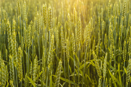 Ears of young wheat in the field. The concept of food crisis and disruption of supply and supply chains. World Hunger Issuesの写真素材