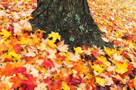 Fallen maple leaves carpet the ground on a crisp autumn day.