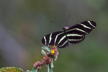 Longwing zebra butterfly feeding on wildflowers in Everglades National Park, Florida.