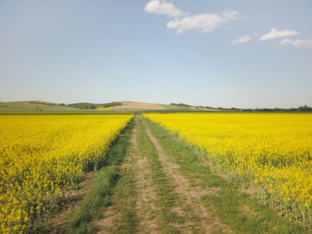 Rapeseed fields from the height of bird flight.  Agricultural business. Growing oil plants for alternative ecological fuels for cars. Flowering plants and futureの写真素材