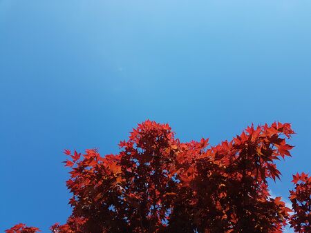 Tree with red maple leaves on a background of blue sky. National symbols of Canada. Autumn solemn...