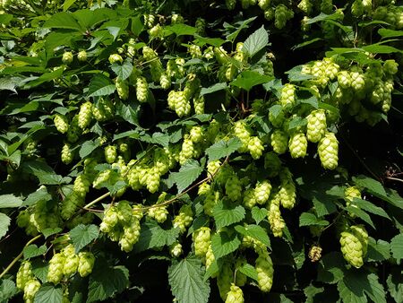 Growing bush of green hop in the rays of sunlight with cones-fruits for making beer. Raw materials...