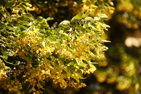 Flowering honey linden. Source of material for perfumery and food industry. Farm and beekeeping....