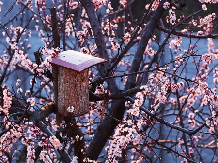 Birdhouse on a flowering apricot tree. Sakura blossomed creating a spring holiday mood. Pollination of flowers and collecting honey by bees. Pink tones of spring evening. Fruit tree in the evening sunset.の写真素材