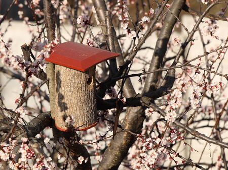 Birdhouse on a flowering apricot. A house for birds arriving in the spring from the warm edges....